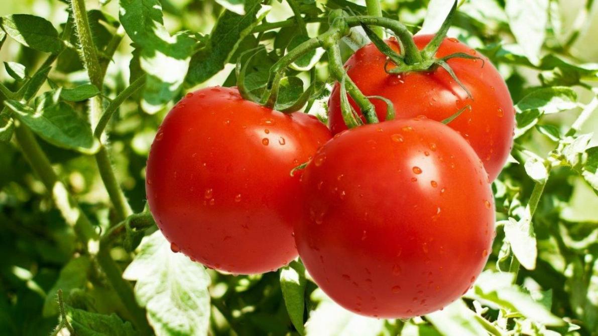 Plaatje tomaat