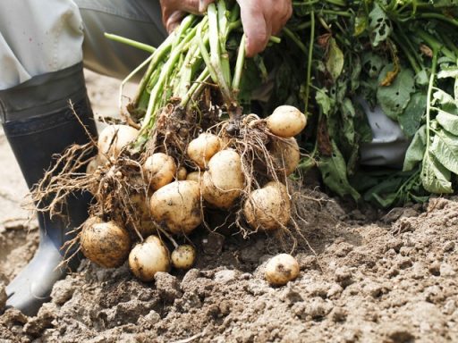beeld aardappel oogsten