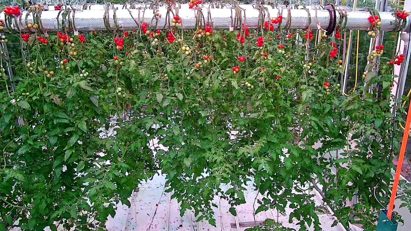 Tomaten ondersteboven